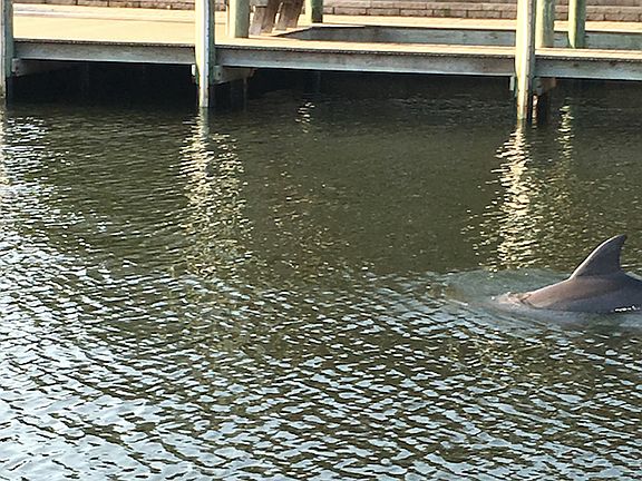 Dolphin at 10 Flarestone