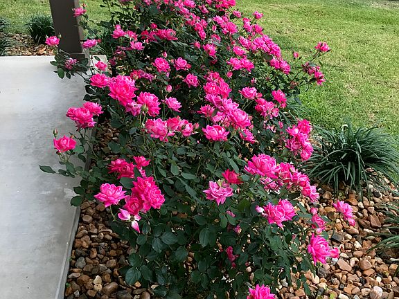 Fabulous Roses 