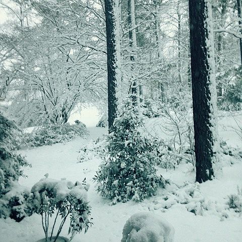 Winter in the front yard