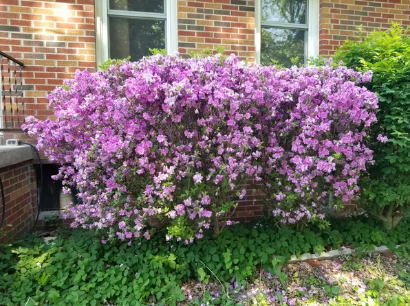 110 Franklin Ave, Edwardsville, IL 62025