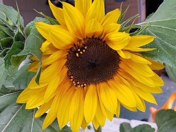 First bloomed sunflower