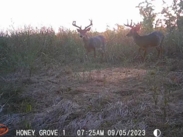 County Road 3445, Honey Grove, TX 75446