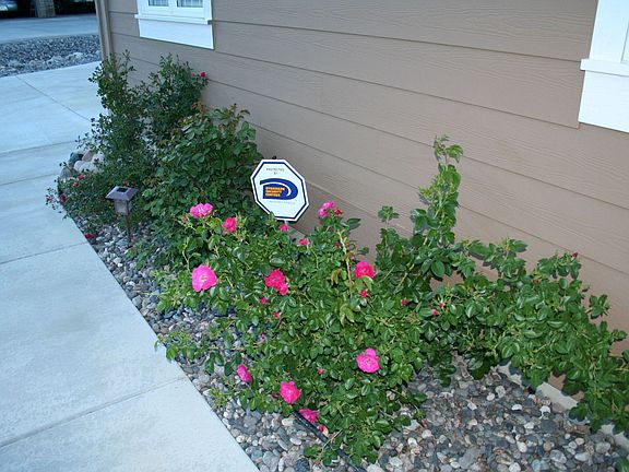 front landscaping