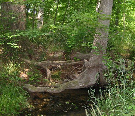 springfed creek