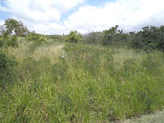 2nd image of Hekau St Lot 715