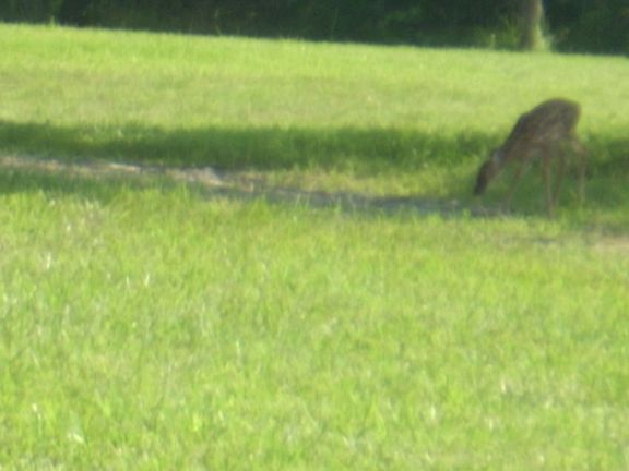 Lots of wildlife