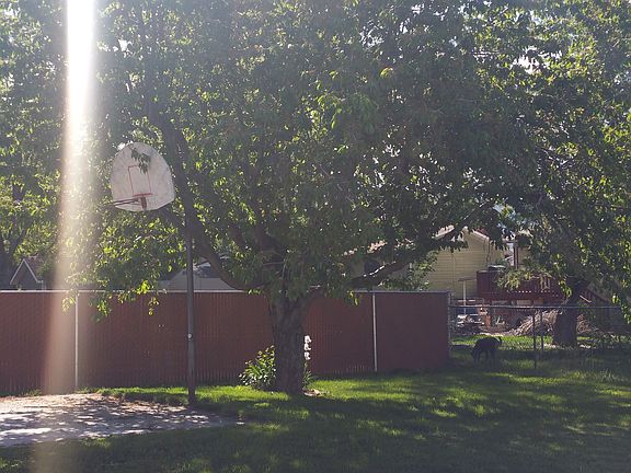 Cherry Tree in the backyard