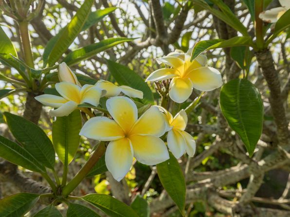 5114 Annie Rd #1, Kapaa, HI 96746