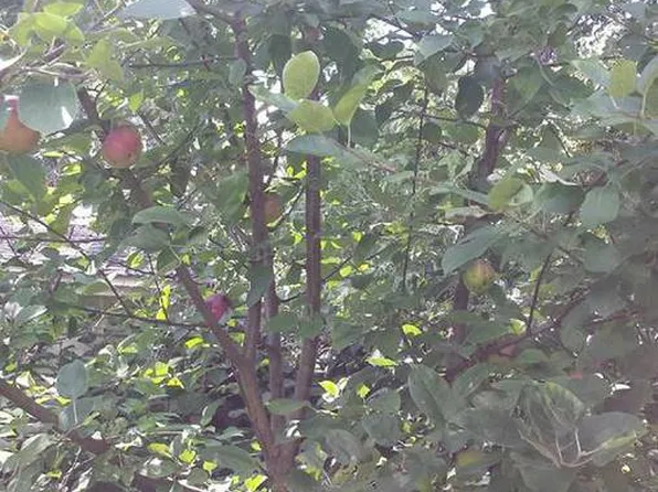 37 Amelia St, Lockport, NY 14094