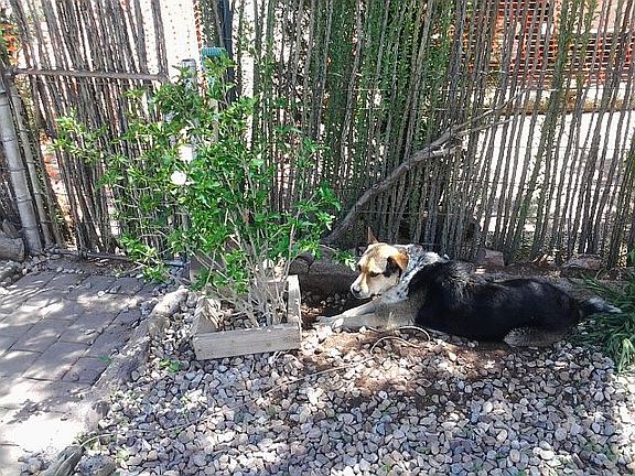 Living ocotillo fence/gate