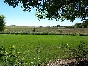 A Field of Wild Flowers!