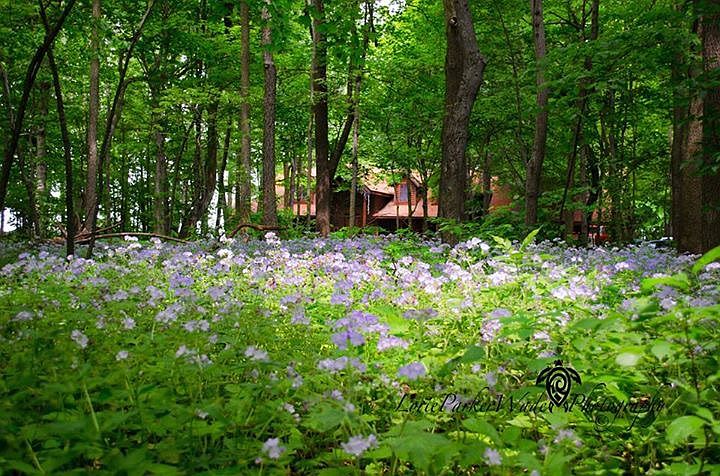 Beautiful meadows 