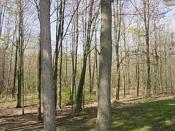 The back yard....acres of trees. 