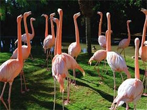 Florida Flamingos