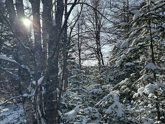 3rd image of LOT 11 Lower River Rd