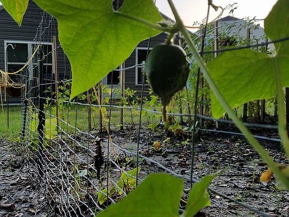 2016 garden