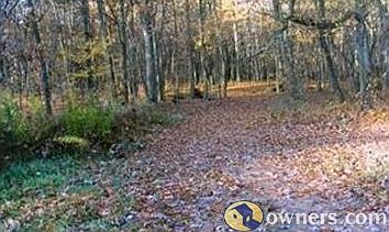 Trails in the woods