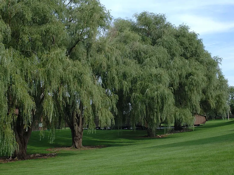 Beautiful Grounds