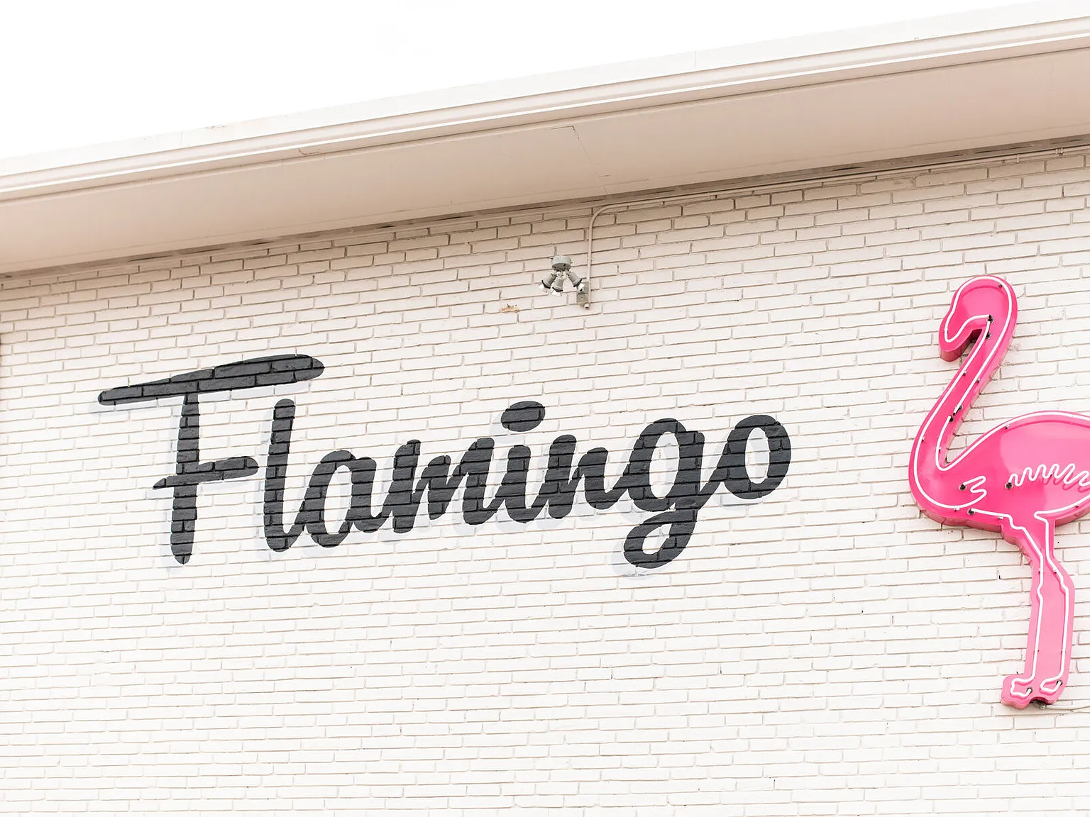 Flamingo — Photo 4
