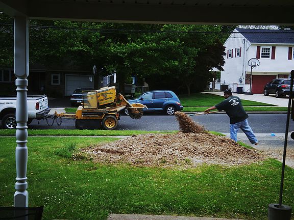 Tree Removal in front of house