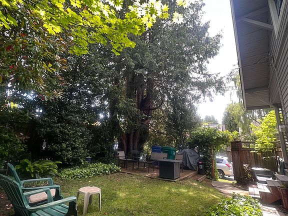 quiet back yard with giant cedar tree