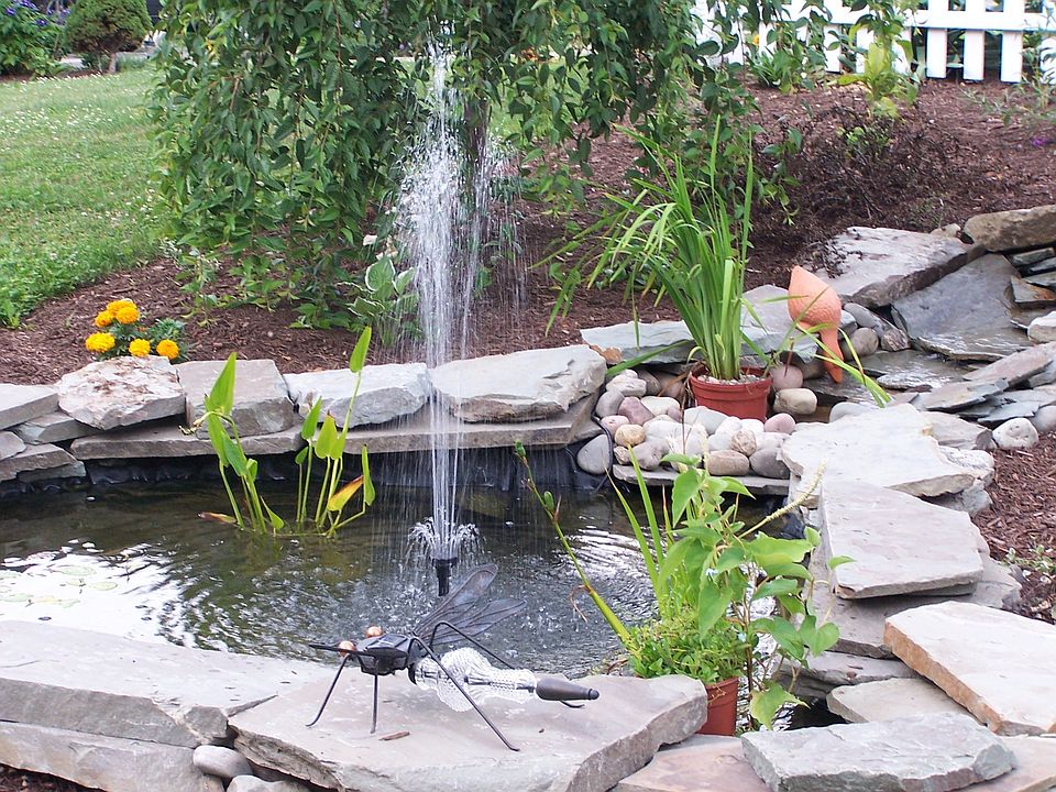 Fish Pond