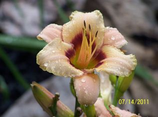 605 Edge Hill Rd, Glenside, PA 19038