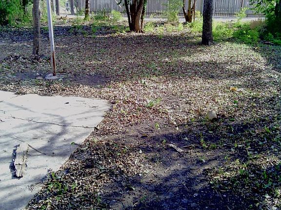 back yard