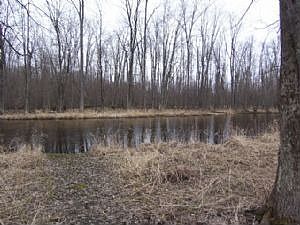 Back yard view of the river