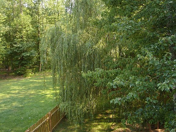 Wooded back yard