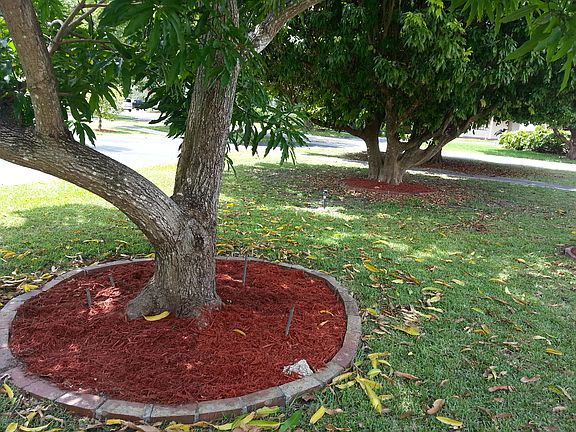 Mango and Lichee trees