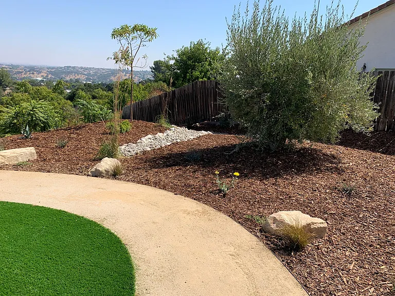 Olive tree and views to the East