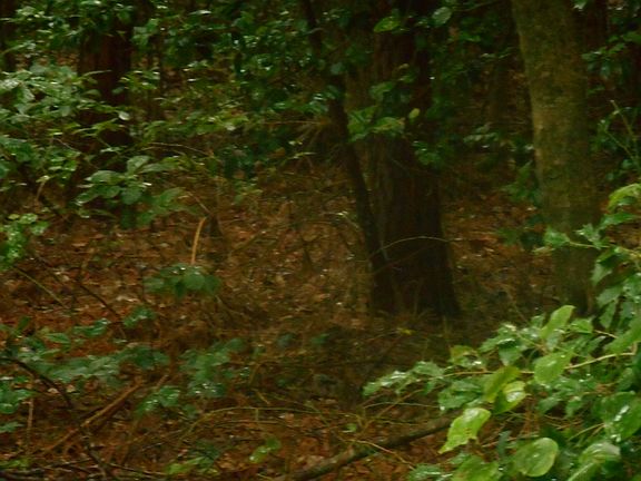4th image of 5 Wild Oak Dr.