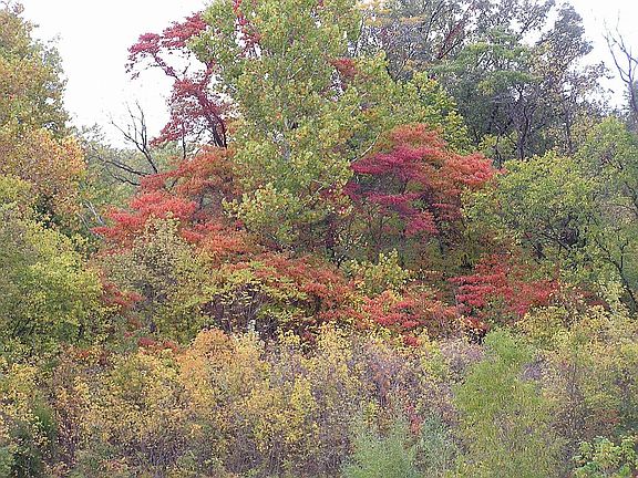 FALL FOILAGE BEHIND HOUSE