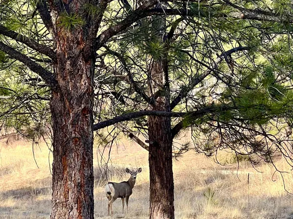 72 Back Basin, Angel Fire, NM 87710
