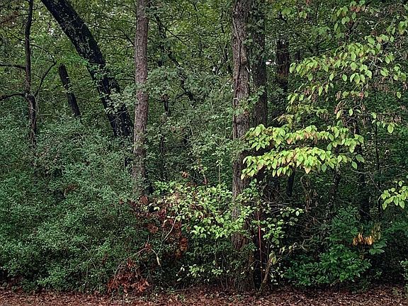 4th image of 209 Starleaf Ln
