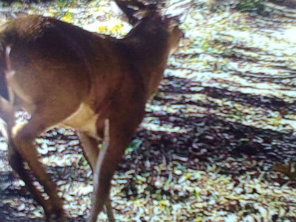 3rd image of 1669 County Road 328