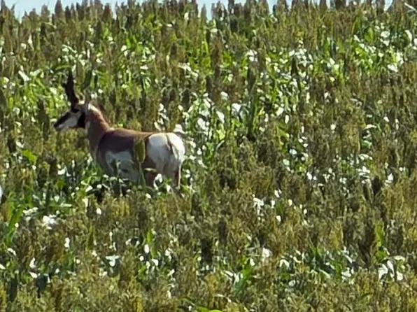 26 gg Rd, Snyder, CO 80750