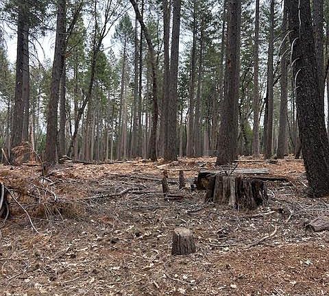4th image of Bearfoot Rd