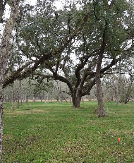 Several large oak trees