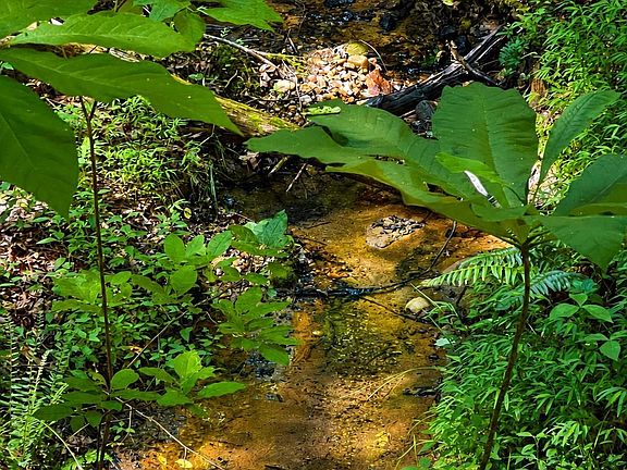 5th image of 49 Trillium Trl