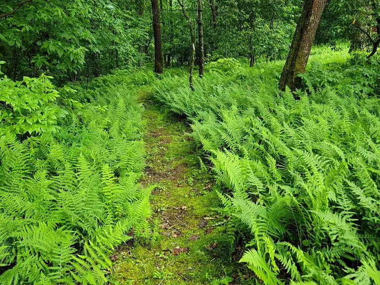 1197 Line Runner Ridge Rd — Photo 16