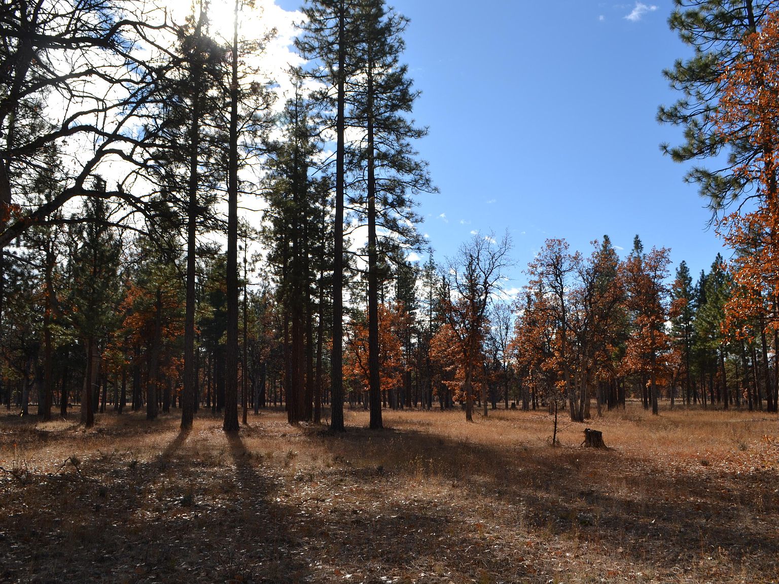 Nsd Day Rd, Mcarthur, CA 96056 Zillow