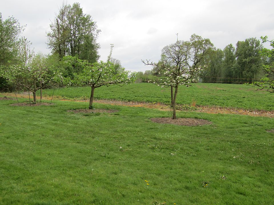 Apple Trees 