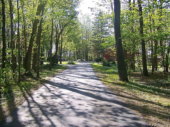 Tree Lined Drive