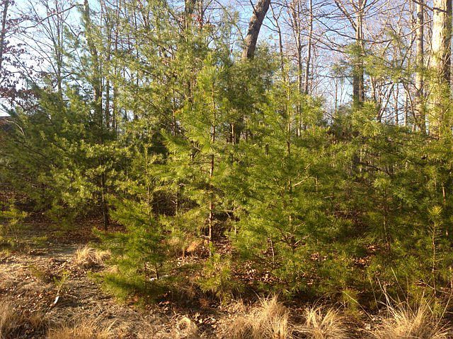2nd image of 1387 Tunnel Hill Rd