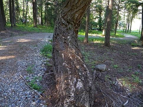 Dancing tree is next to level site for camping fun.
