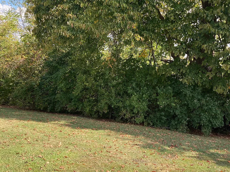Backyard from patio