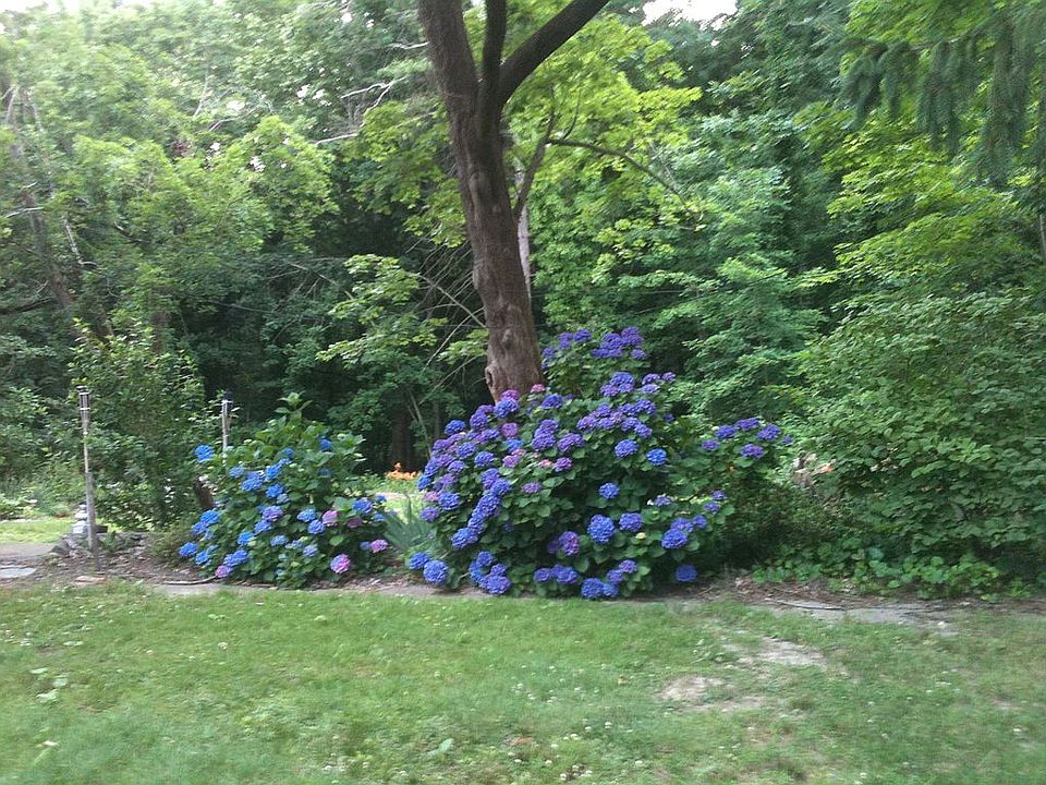 North side yard
