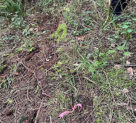 3rd image of 233 Nob Hill Rd